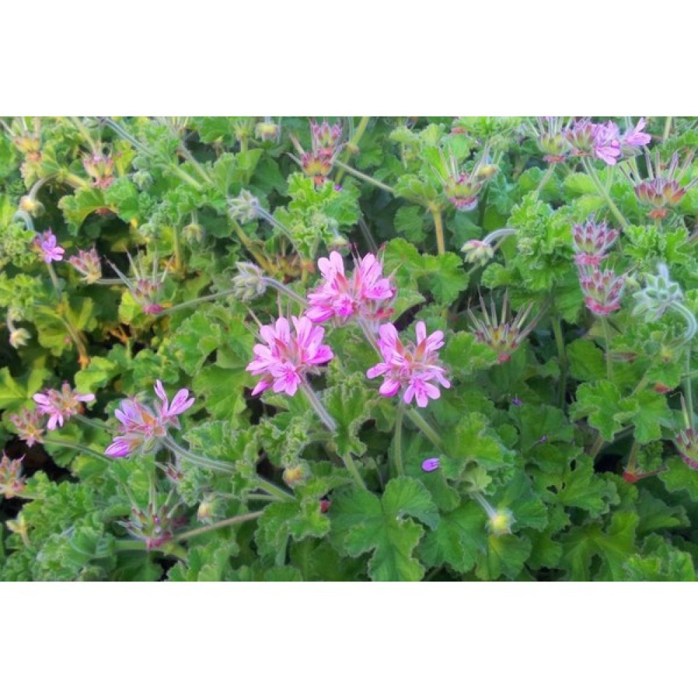 Biorganix Pelargonium Graveolens Itır Bitkisi Saksıda - Renk Bitki Fiyatı