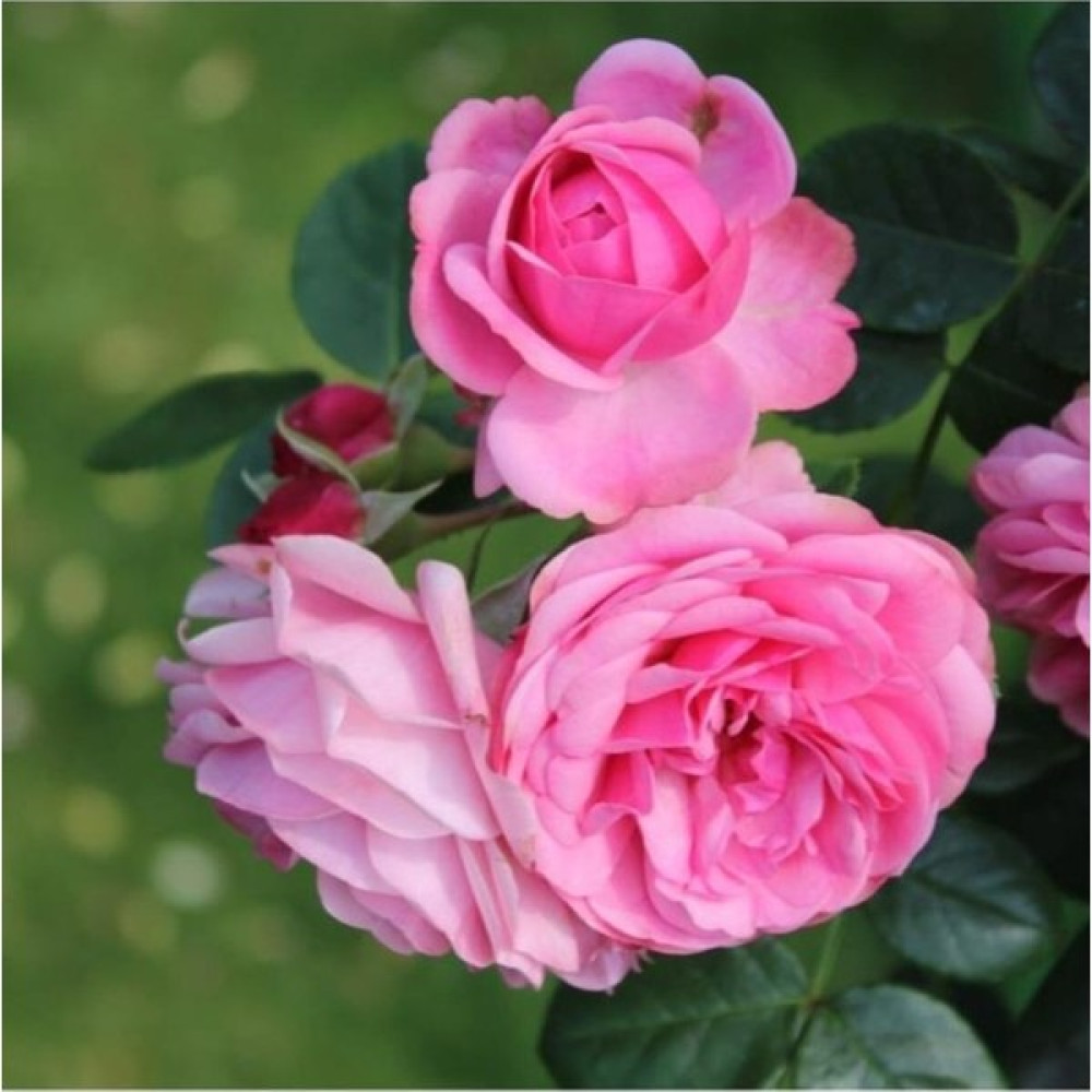 Biorganix Pembe Yediveren Sarmaşık Isparta Gül Fidanı 15-25 cm - Yok Bitki Fiyatı