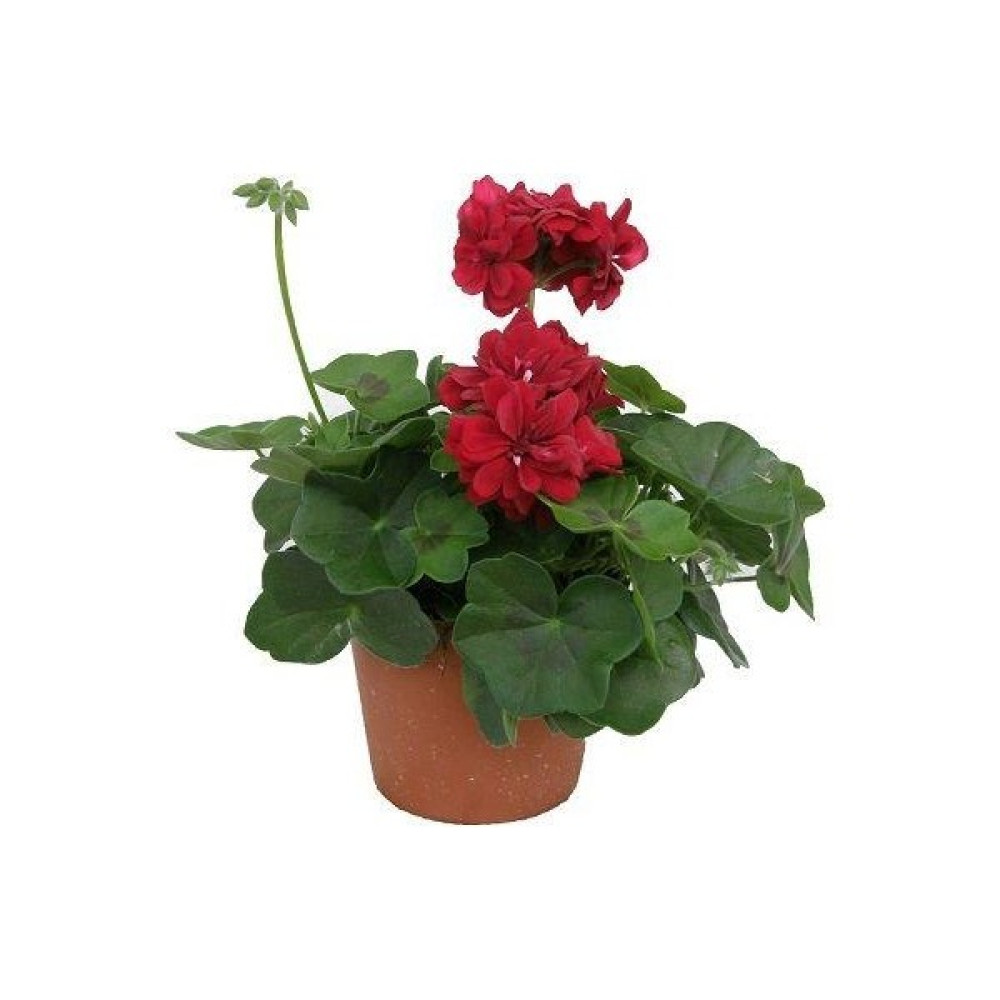 Biorganix Sakız Sardunya Fidanıı Bordo 10-20 cm Bitki Fiyatı