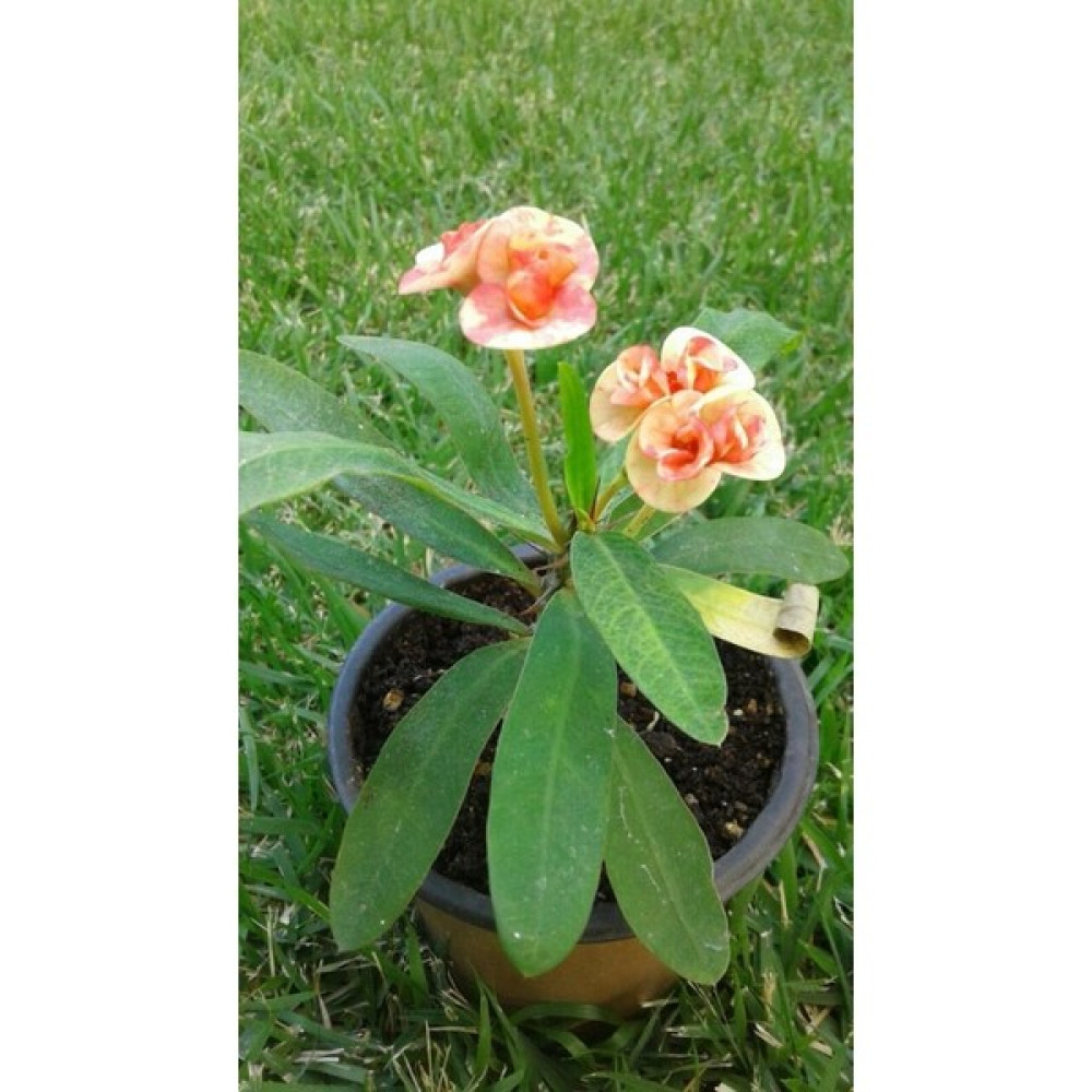 Biorganix Saksılı Ebruli Dikenler Tacı Japon Iğnesi Euphorbia Milii 5-15 Cm - Ağaç Fidanı Bitki Fiyatı