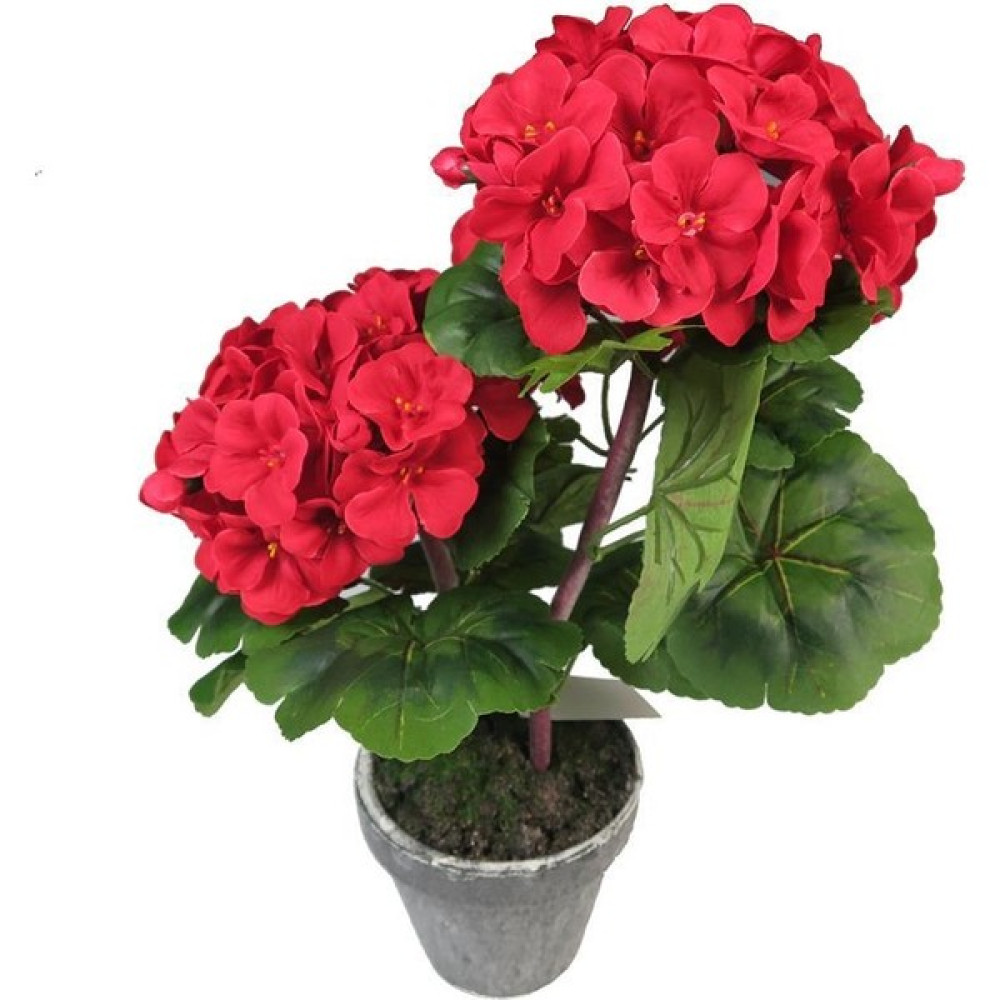 Biorganix Saksılı Kırmızı Sardunya Çiçeği 15-25 cm Potted Red Geranium Flower - Renk Bitki Fiyatı