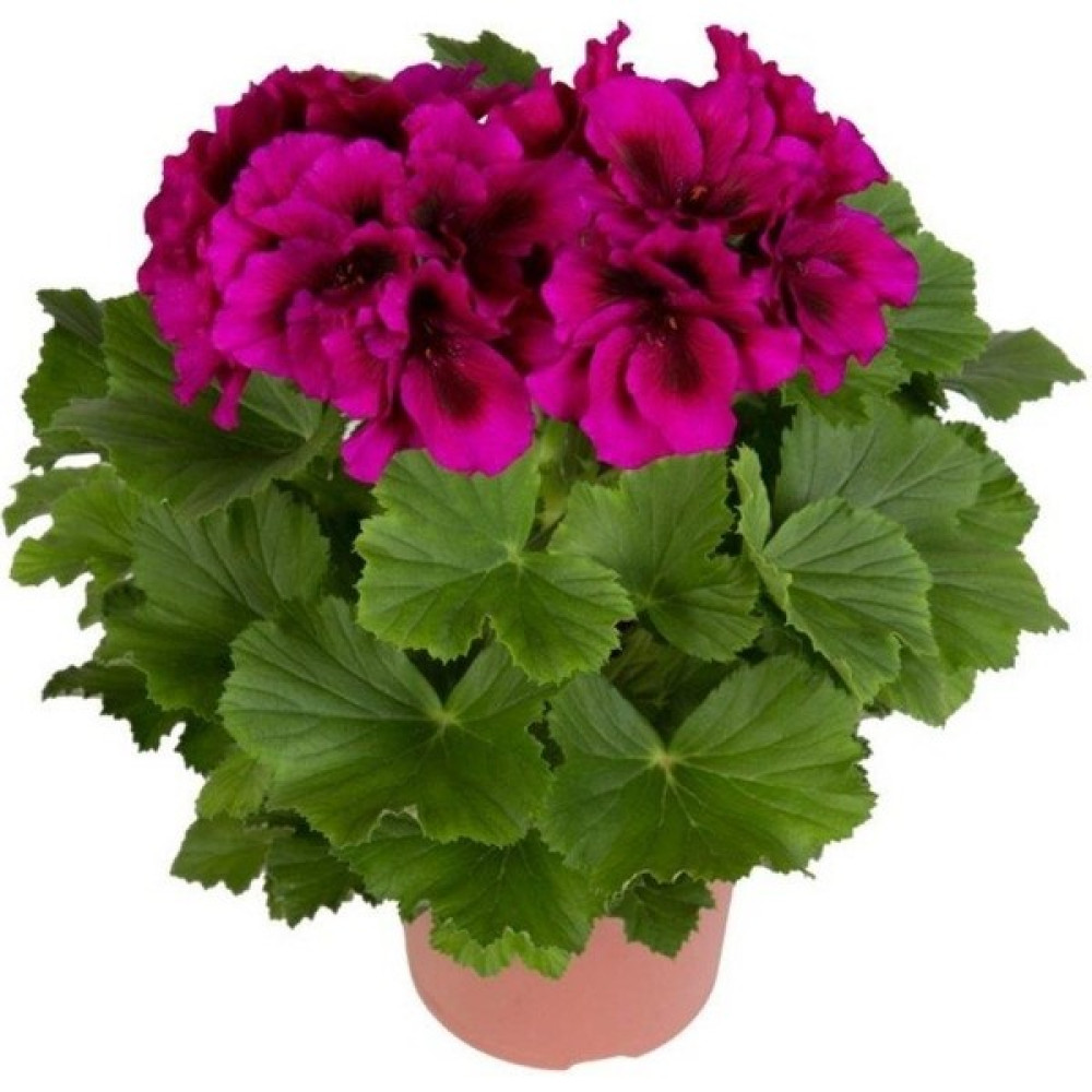 Biorganix Saksılı Koyu Çingene Pembe Sardunya Çiçeği 15-25 cm - Renk Fidan Fiyatı