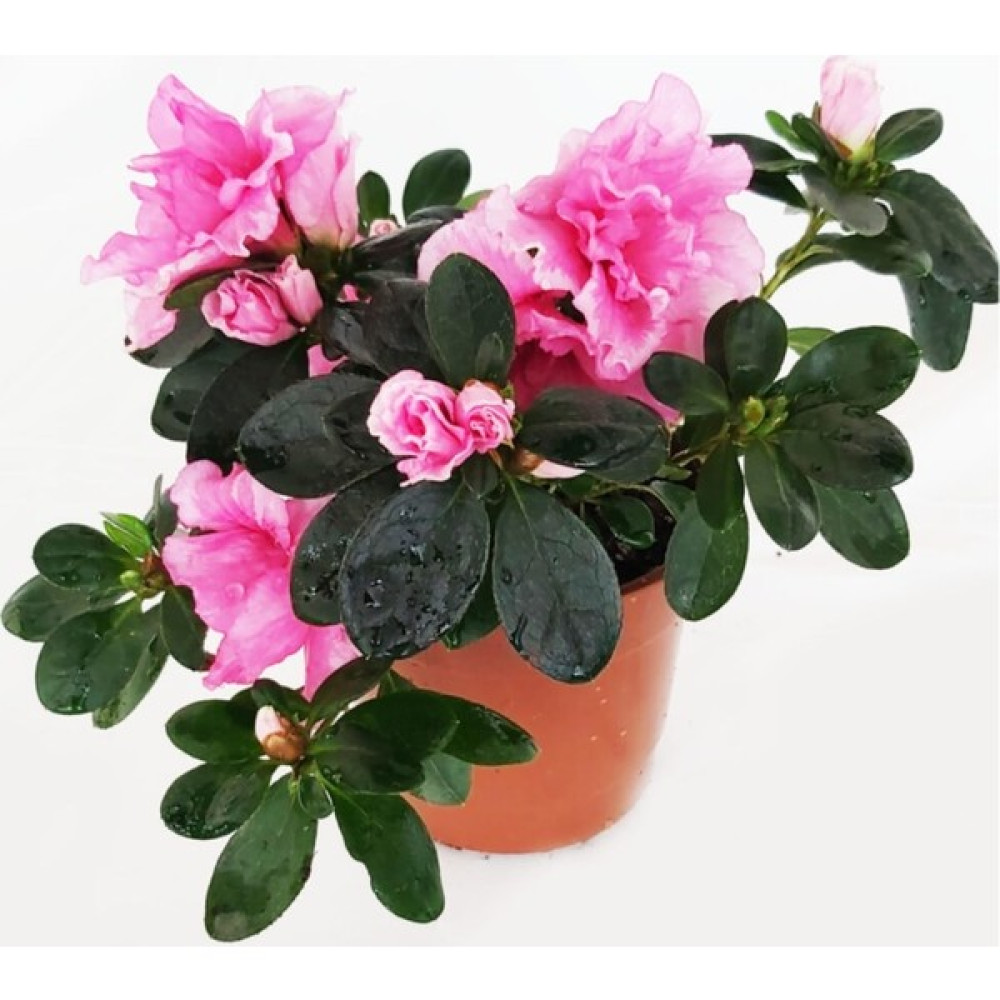 Bitki Fidanım Açelya Çiçeği Pembe 15 cm Bitki Fiyatı