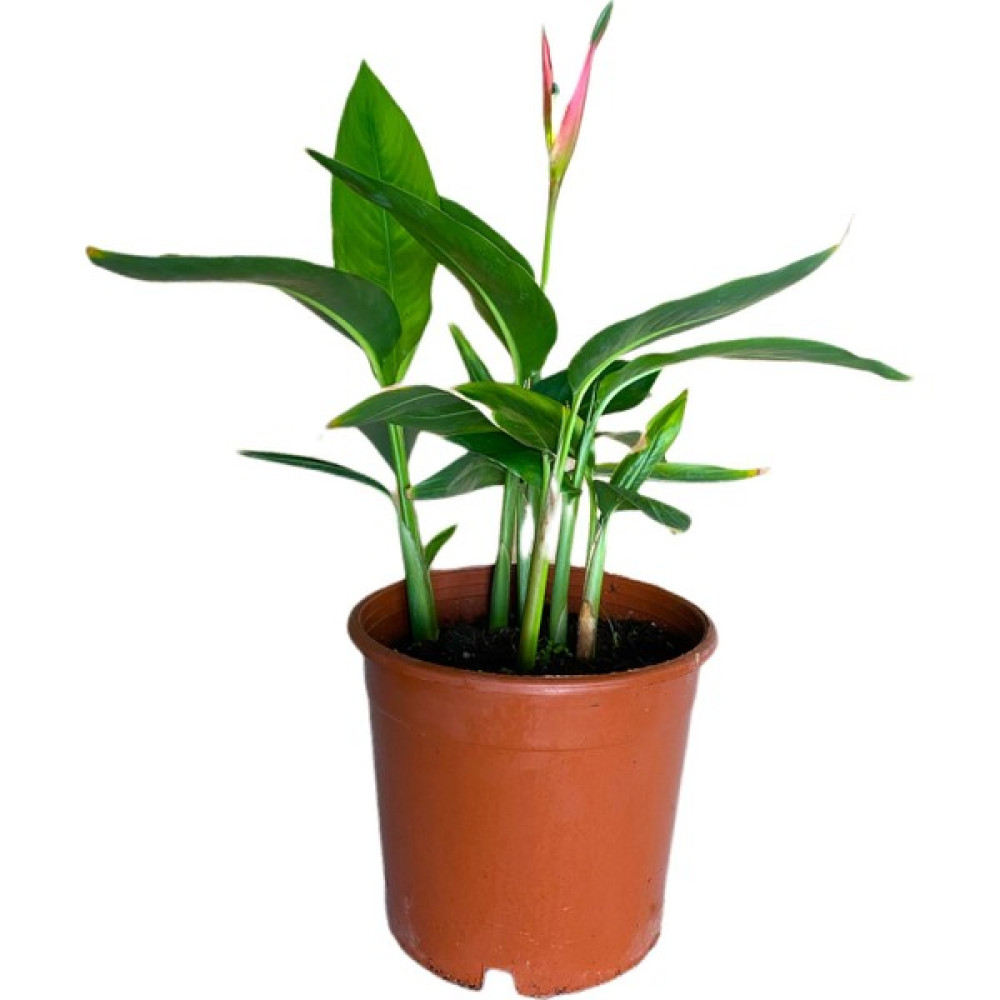 Bitki Fidanım Cennet Kuşu Çiçeği Turna Gagası Starlice Fidani Strelitzia Regina 30-40 cm Oto Boyaları Fiyatı
