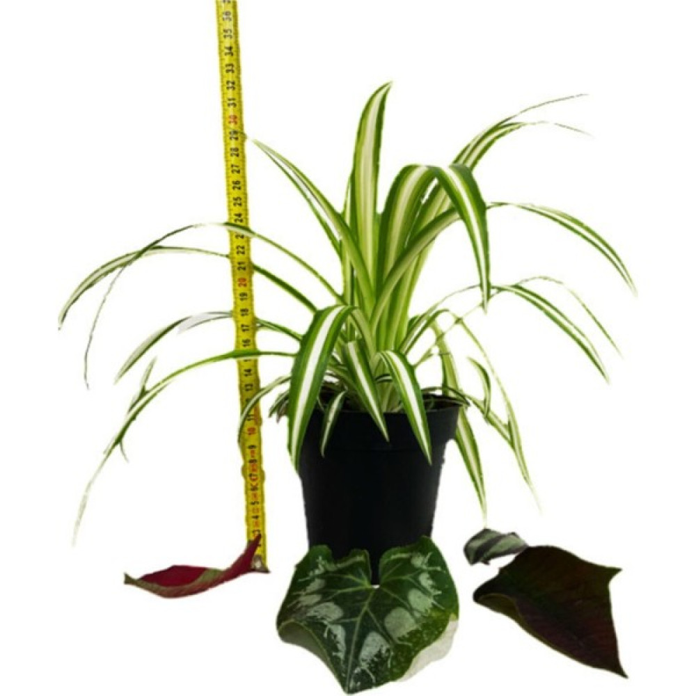 Bitki Fidanım Chlorophytum Comosum Kurdele Çiçeği Bitki Fiyatı