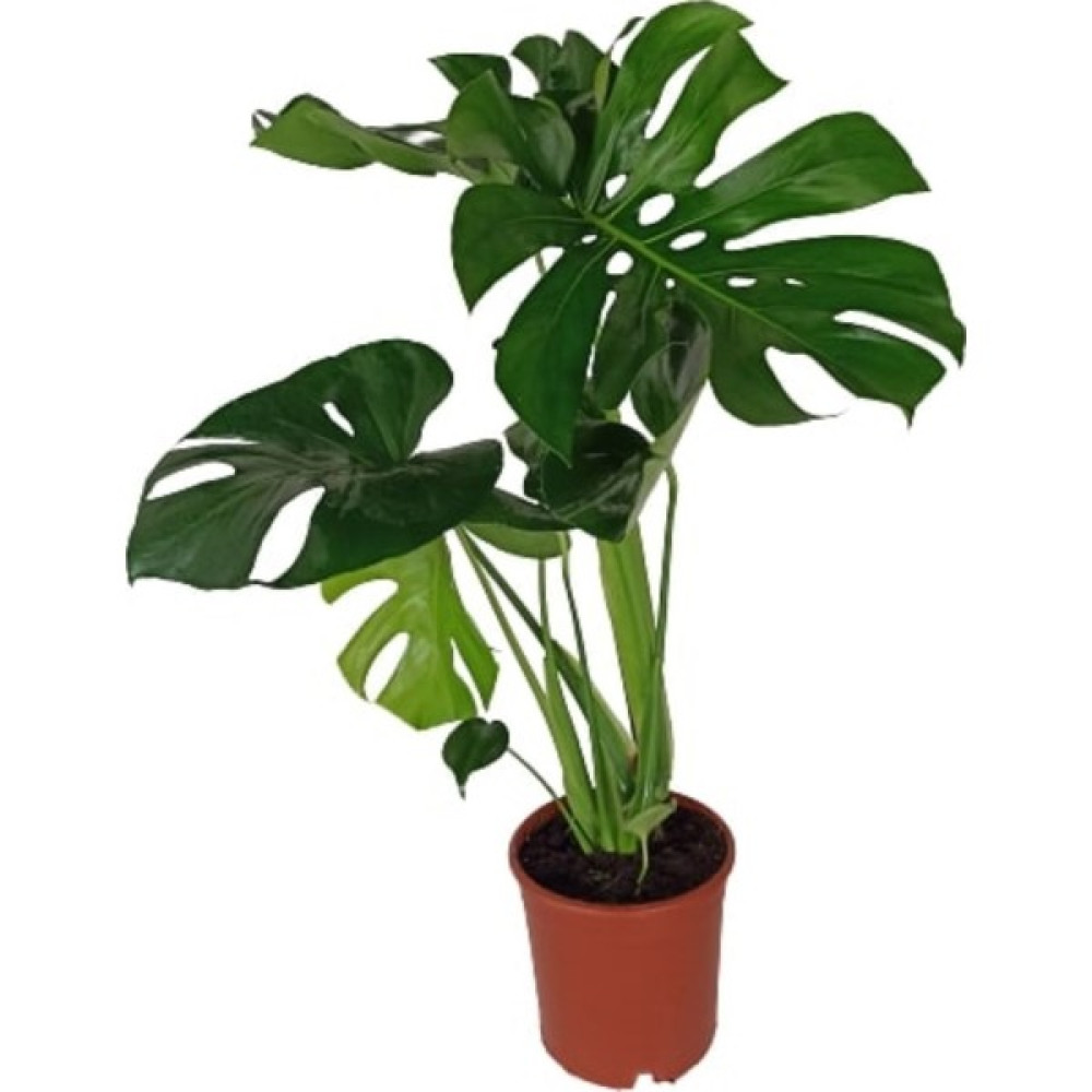 Bitki Fidanım Deve Tabanı Ev Bitkisi 50-75cm Bitki Fiyatı