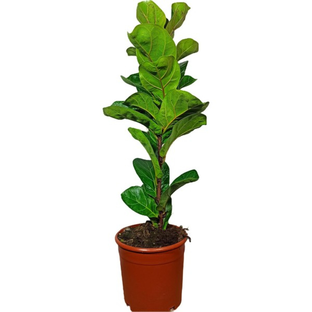 Bitki Fidanım Ficus Lyrata Bambino Keman Yapraklı Kauçuk Bitkisi 50-60 cm - yok Bitki Fiyatı