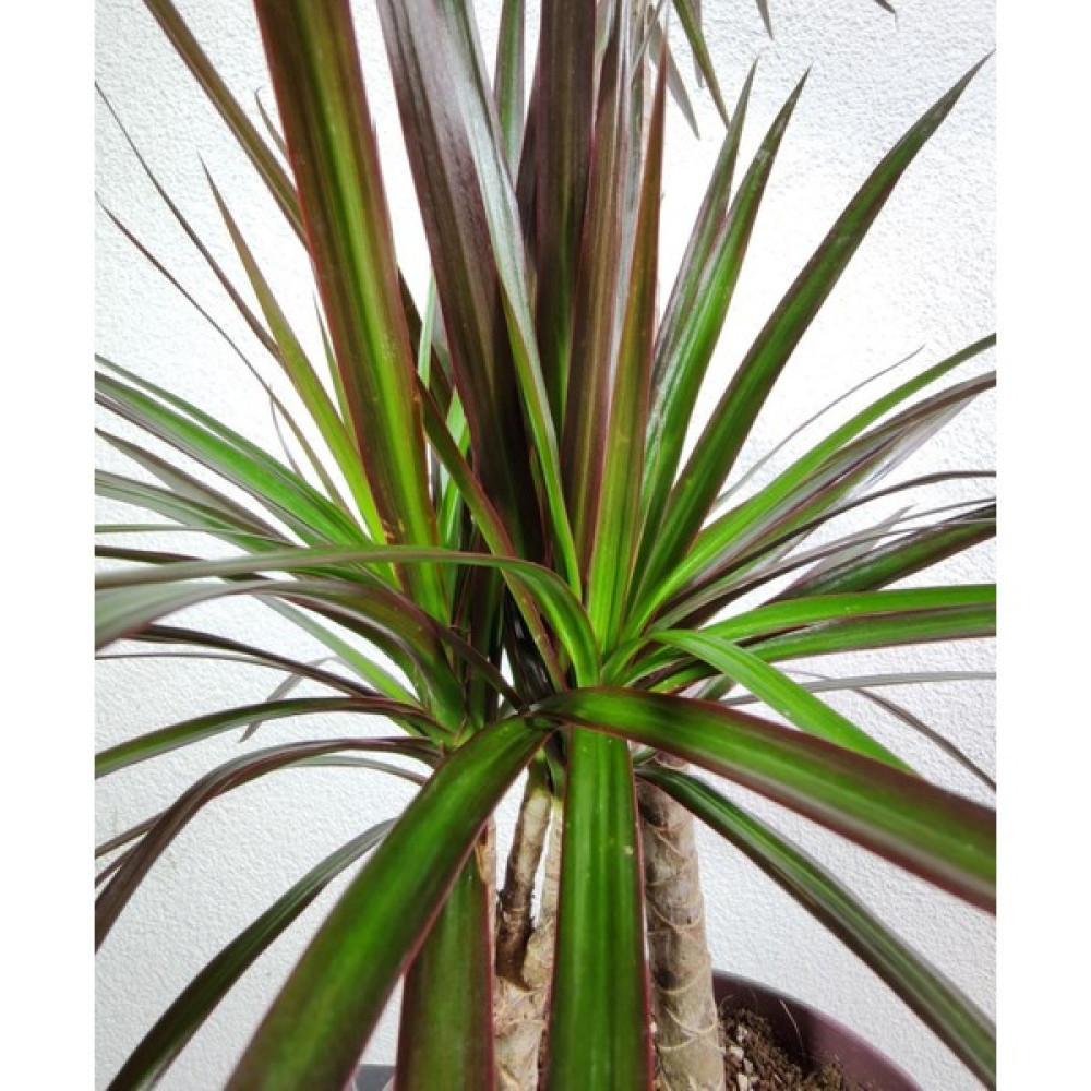 Bitki Fidanım Marginata Dracaena Iki Gövde 70 90 Cm Ev Bitkisi Salon Ofis Bitkisi Bitki Fiyatı