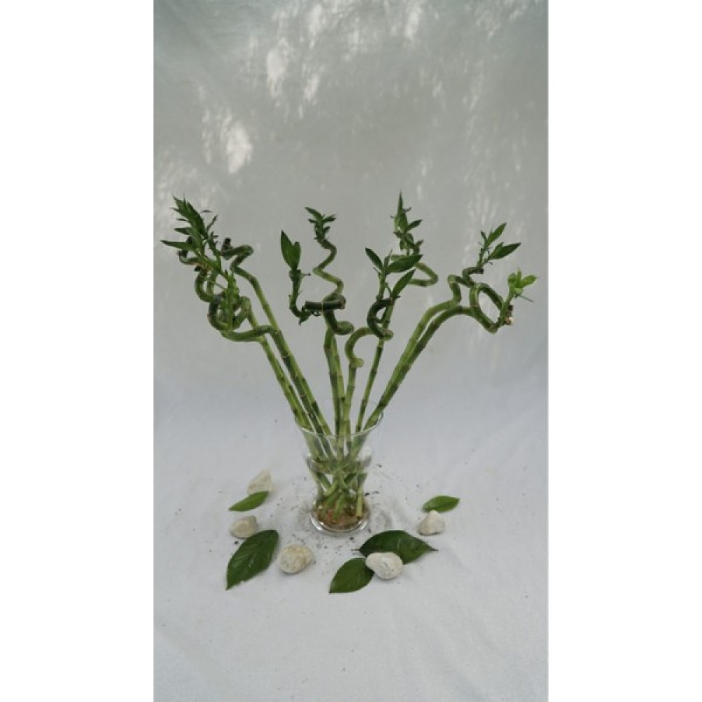 Bitki Fidanım Şans Bambusu 80-90cm - 1 Adet Bitki Fiyatı