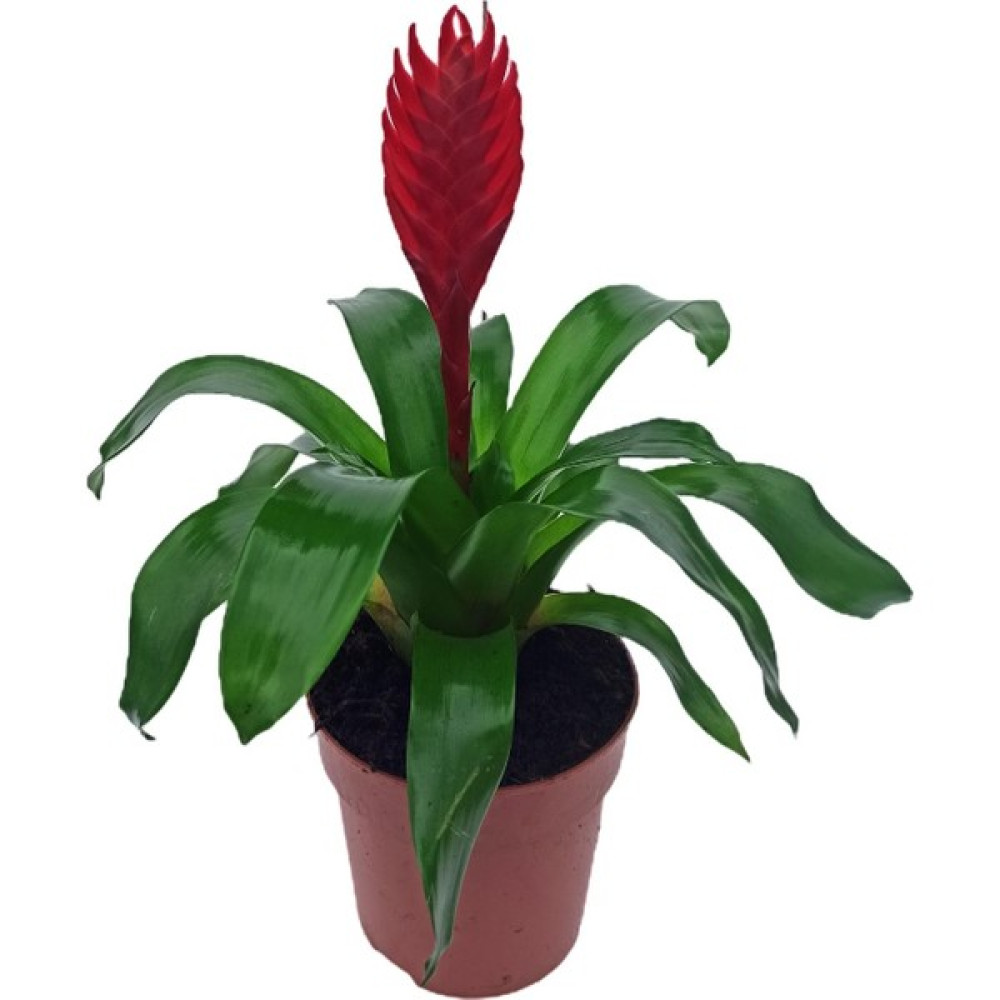 Bitki Fidanım Vresia Kırmızı Alev Kılıcı Çiçeği 20-30 cm - Yok Bitki Fiyatı
