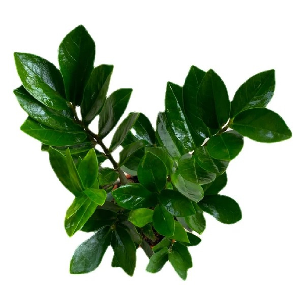 Bitki Fidanım Zamia Bitkisi Zamioculcas Zümrüt Palmiyesi 25-30 cm Bitki Fiyatı