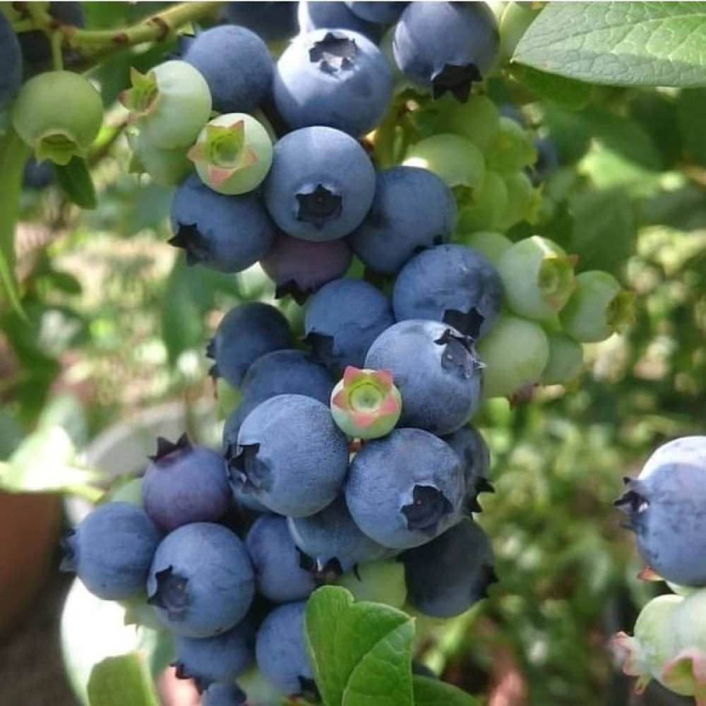 Bitkifidan 2 Yaş Blue Gold Yaban Mersini Fidanı Fidan Fiyatı