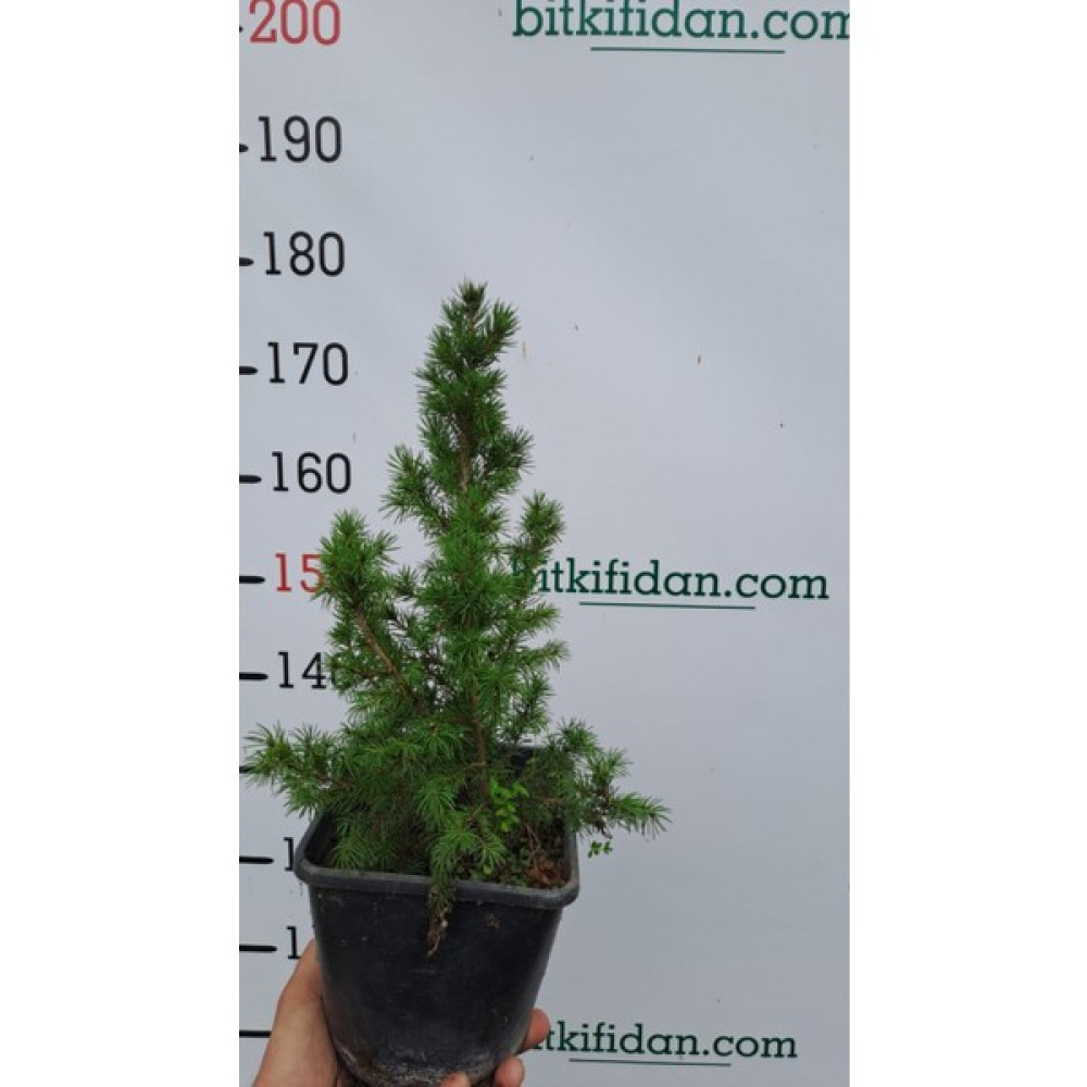 Bitkifidan 2 Yaş Konik Ladin Fidanı (Bodur Ladin) Bitki Fiyatı