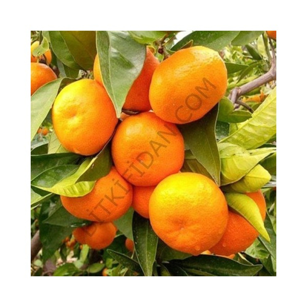 Bitkifidan 3 Yaş Aşılı Satsuma Mandalina Oto Boyaları Fiyatı