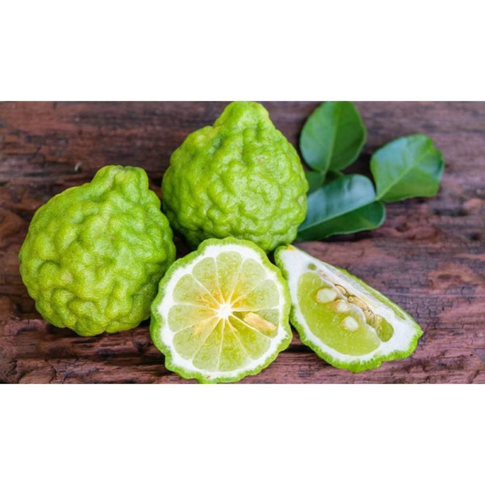 Bitkifidan 3 Yaş Bergamot Fidanı Oto Boyaları Fiyatı