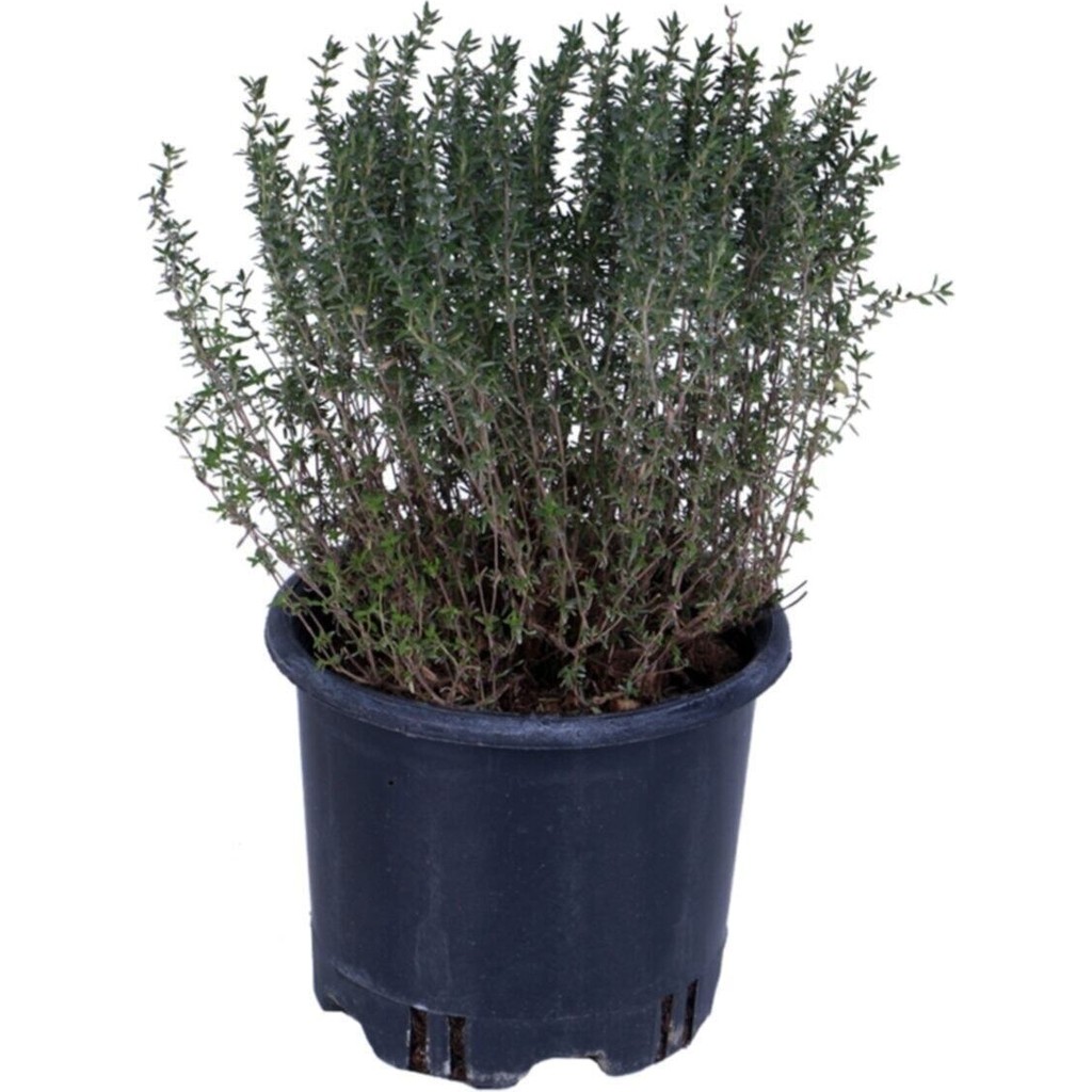 Bitkim Sende Kekik Fidanı Saksı'da- Thymus Vulgaris - Dik Kekik - Aromatik Dağ Kekiği Saksı ve Aksesuarları Fiyatı