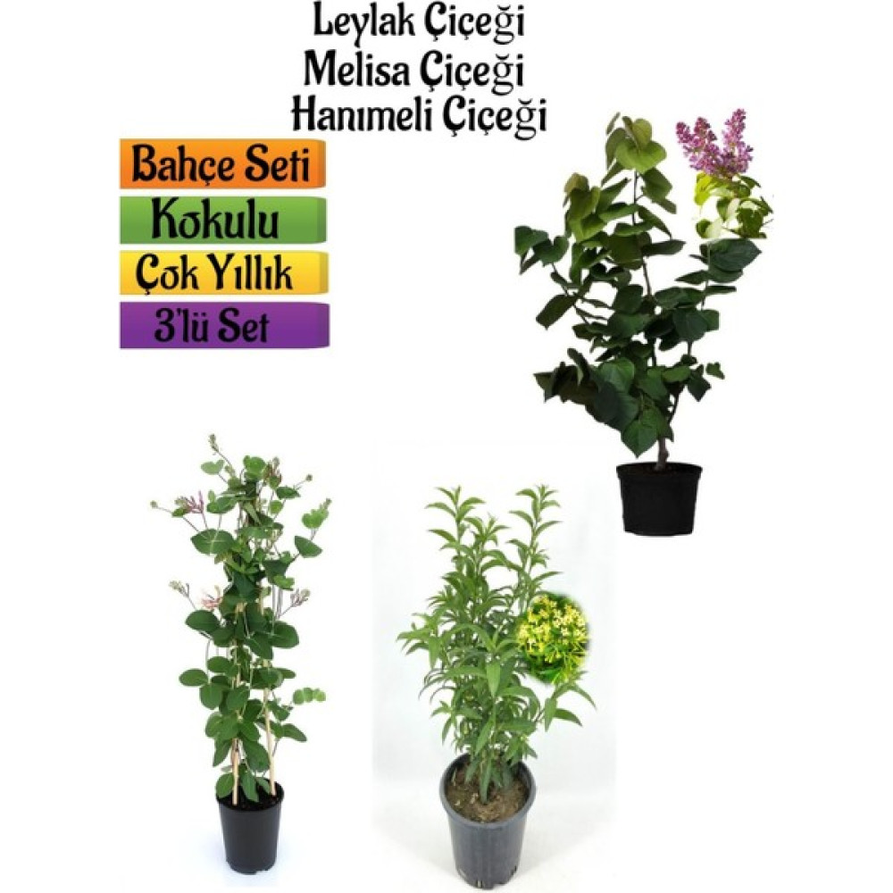 Bitkim Sende Kokulu Bahçe Seti Leylak Fidanı+Hanımeli Fidanı+Melisa Çiçeği FIDANI(40-80CM) Fidan Fiyatı