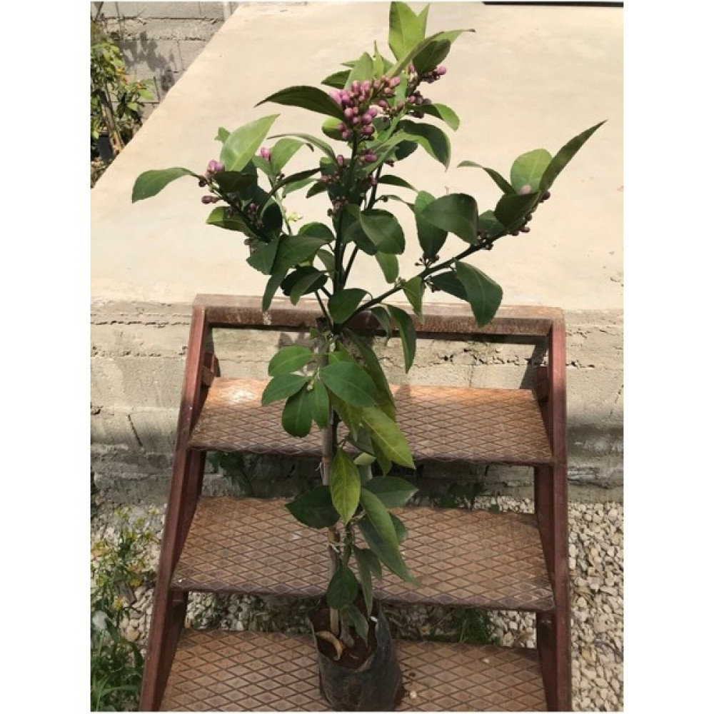 Bitkim Sende Limon Fidanı Çiçekli Aşılı Fidan Yediveren Limon Fidanı Fidan Fiyatı