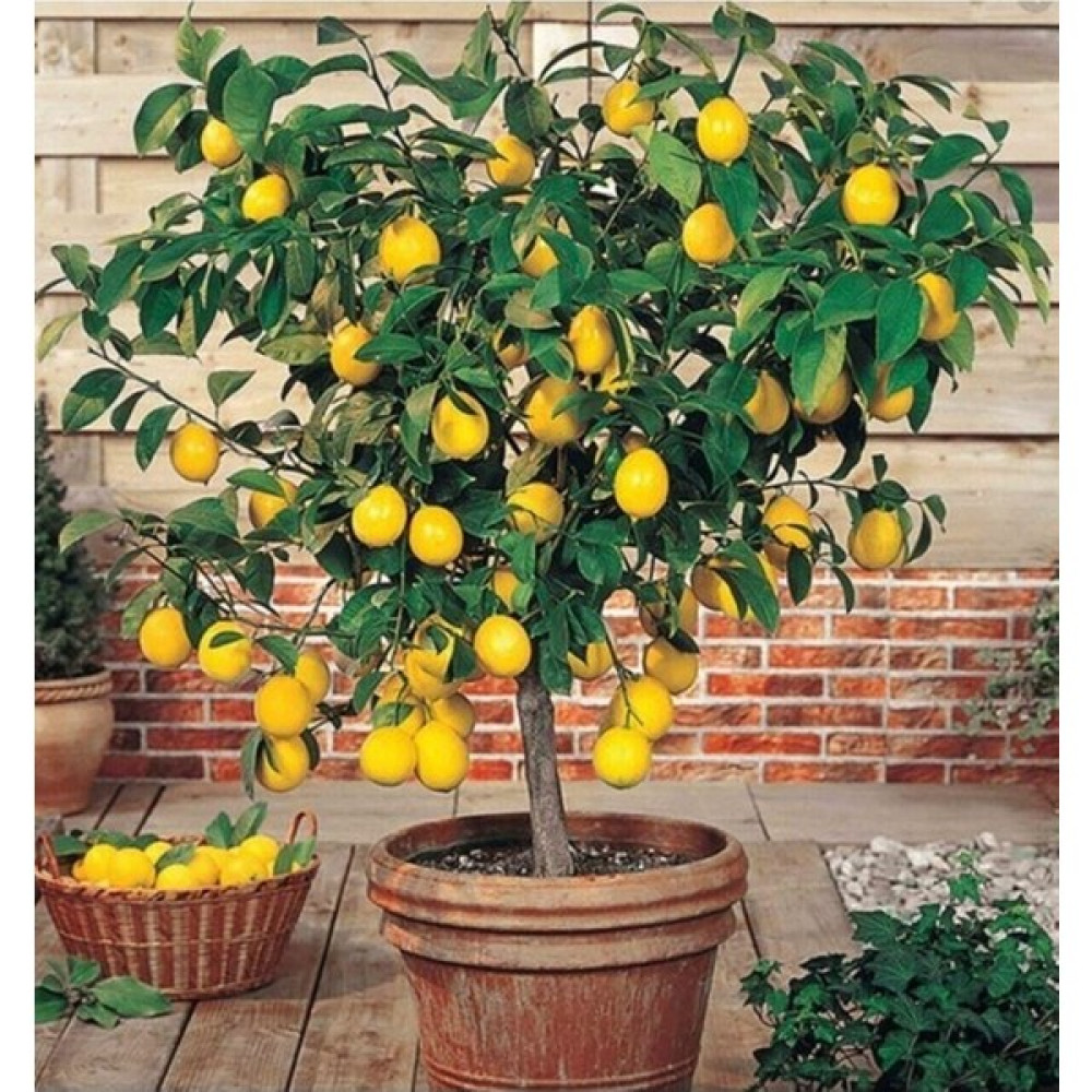 Bitkim Sende Limon Fidanı Yediveren Mayerlimon Ağacı Fidanı Saksılı 3 Yaş Evde Bakılabilir Bodur (Çiçek Hediyeli) Fidan Fiyatı