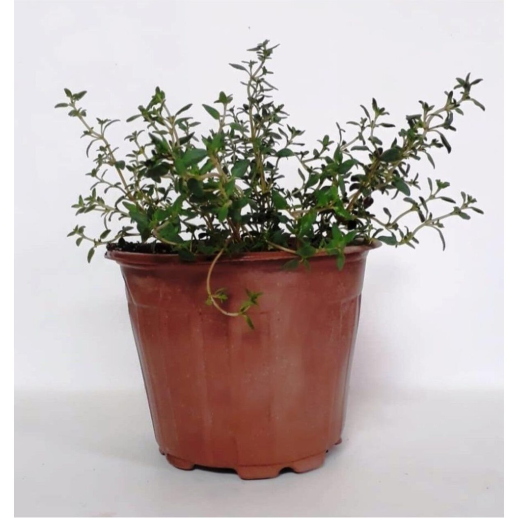 Bitkim Sende Saksılı Dağ Bahçe Kekiği Fidanı 10-20 cm 1 Adet Thymus Vulgaris Saksı ve Aksesuarları Fiyatı