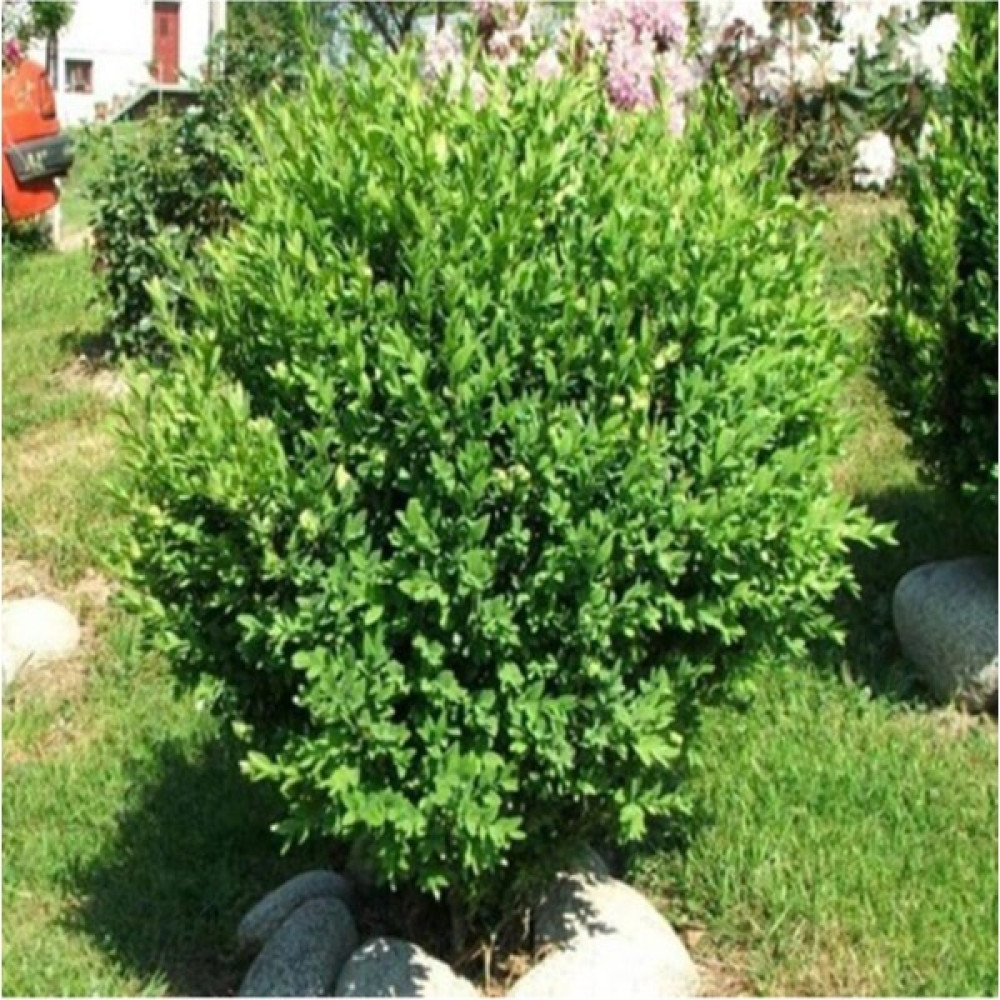 Bitkim Sende Saksılı Şimşir Fidanı Yaş 2 - Boy 50-70 cm Boy Fidan Fiyatı
