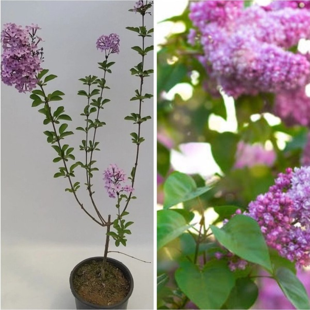 Bitkim Sende Videolu 1 Adet Mis Kokulu Leylak Çiçeği Fidanı 60-90 cm Tüplü Çiçekli Bodur Bitkiler (Syringa) Fidan Fiyatı