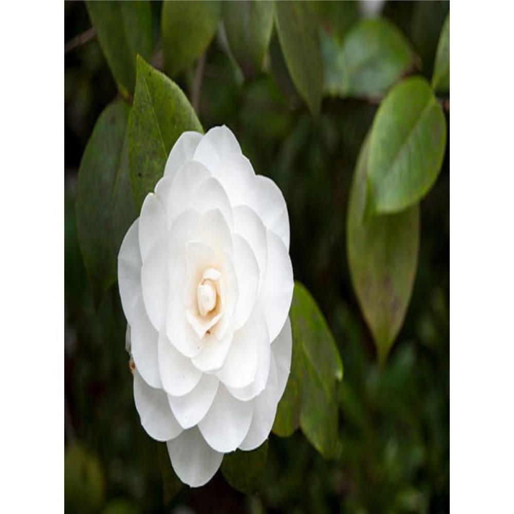 Bitkim Sende Videolu 3'lü Beyaz Kamelya Çiçeği Fidanı 30-60 cm Tüplü Çiçekli Bodur Bitkiler Camellia Flower Fidan Fiyatı