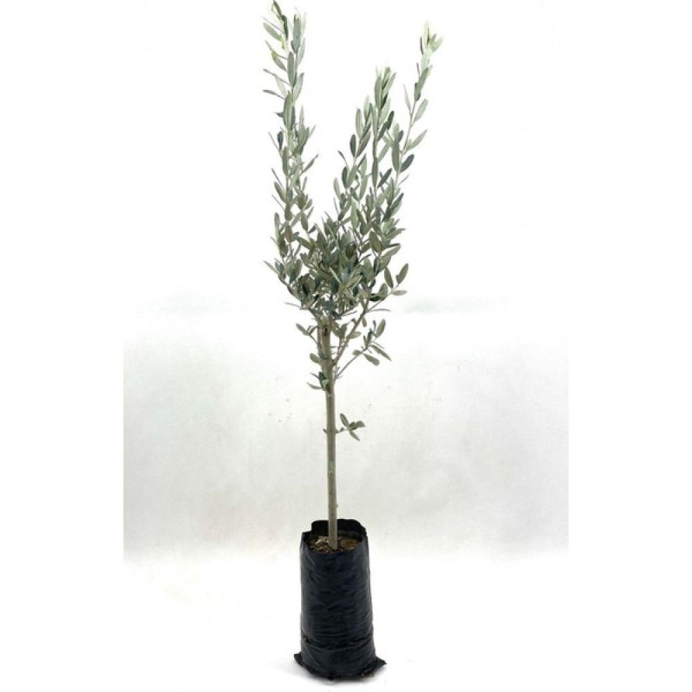 Bitkim Sende Zeytin Fidanı (Gemlik Sofralık Zeytin) 2 Yaş (70-80 Cm) Fidan Fiyatı