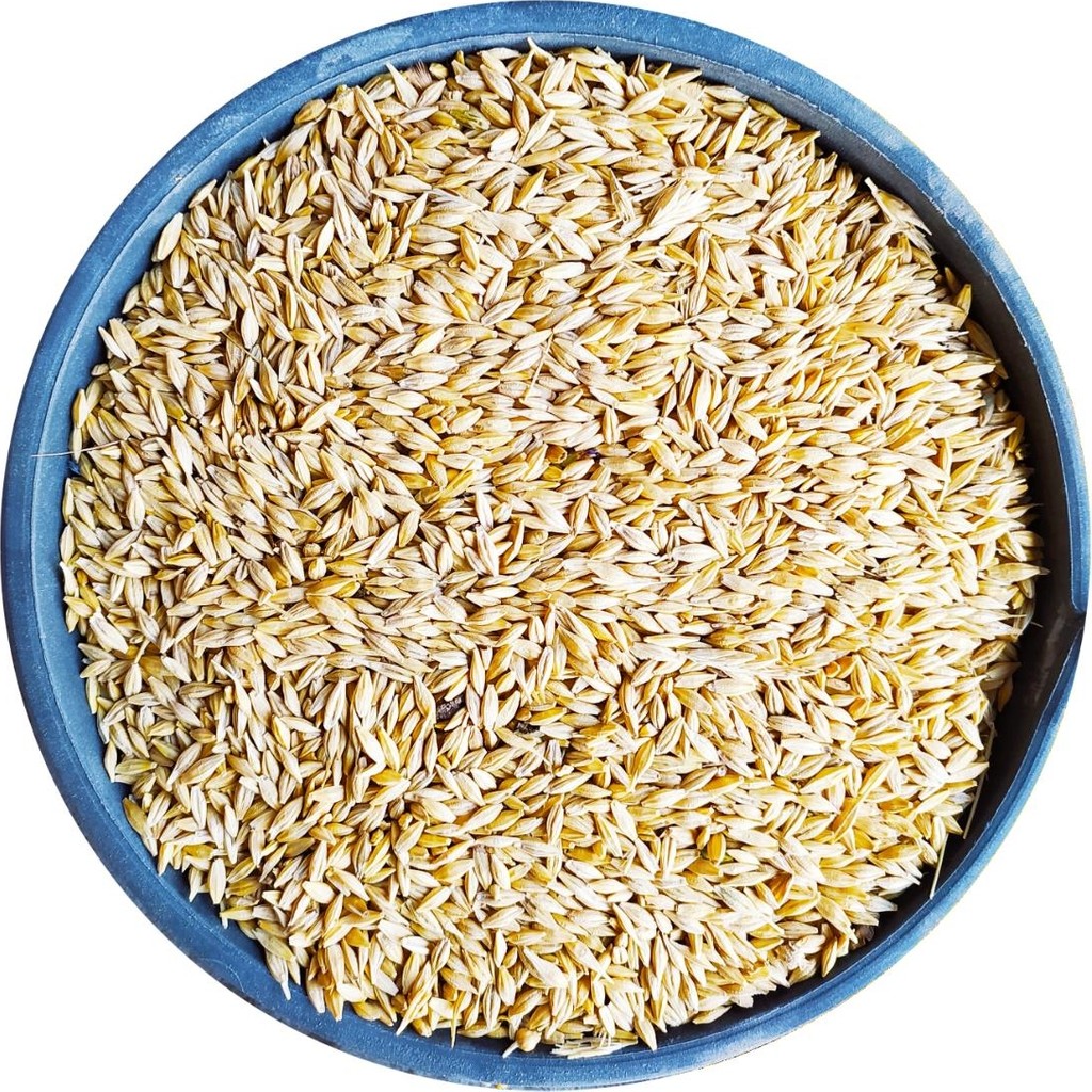 Bizim Yem Tüm Arpa - 5 kg Tavuk Yemi Yemlik Arpa Kanatlı Yemi Kaz Ördek Yemi Kuş Yemi Evcil Hayvan Ürünleri Fiyatı