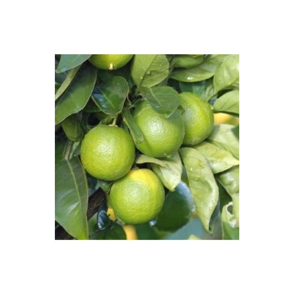 Bkm Tahiti Lime Çekirdeksiz 2 Yaş 90 Cm Tüplü Fidan - 80-90 cm SSD / Solid State Drive Fiyatı