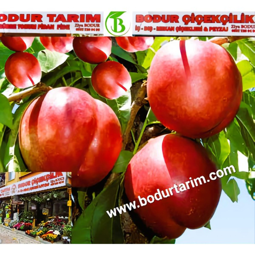 Bodur Tarım Bulancak 2 Yaşında Yarı Bodur Aşılı Tüplü Toraklı Nektari Meyve Fidanı Oto Boyaları Fiyatı