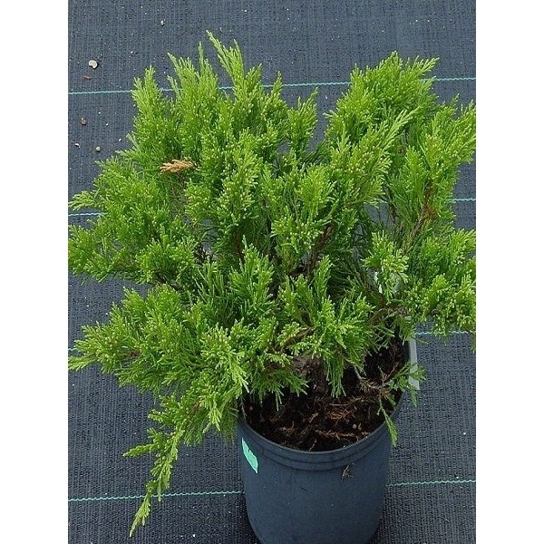 Bonsai Için Sabin Ardıcı Juniperus Sabina Tamariscifolia Saksıda Saksı ve Aksesuarları Fiyatı