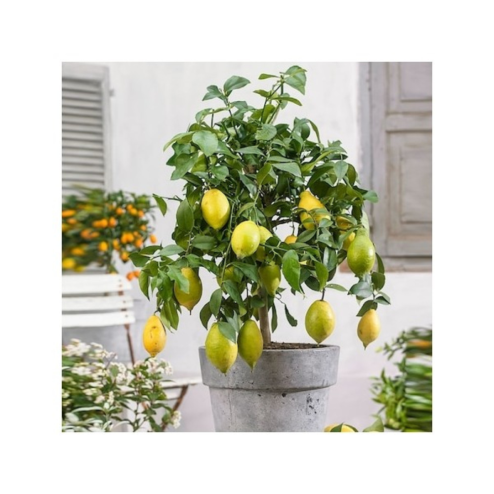 Boothas Bonsai Limon Tohumu 10'lu + Torf + Saksı + Tohum Oto Boyaları Fiyatı
