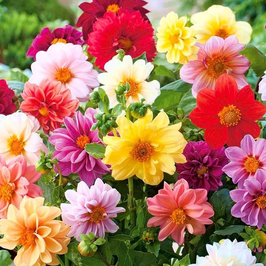 Boothas Dahlia Çiçeği Tohumu 15 Adet + Saksı + Torf Saksı ve Aksesuarları Fiyatı