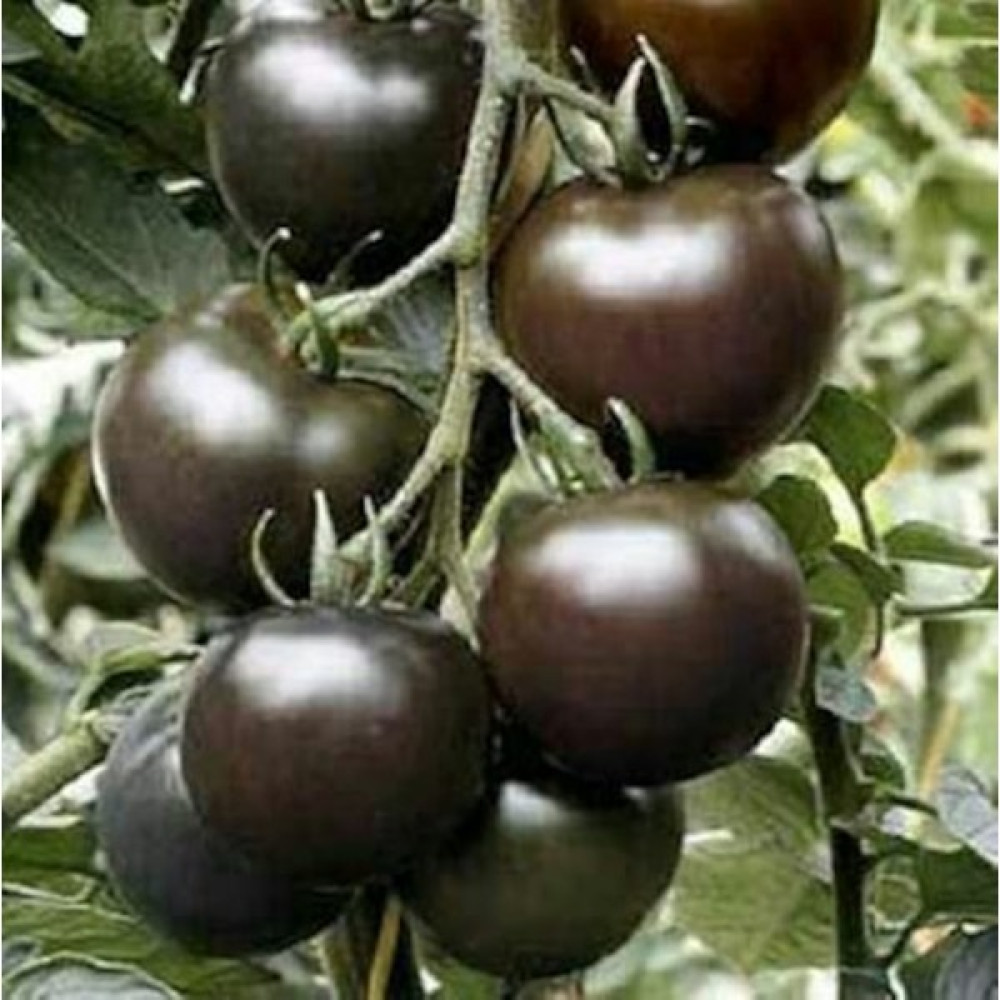 Boothas Siyah Domates Tohumu Organik Domates Tohumu 20'li + Torf + Saksı + Tohum Tohum Fiyatı