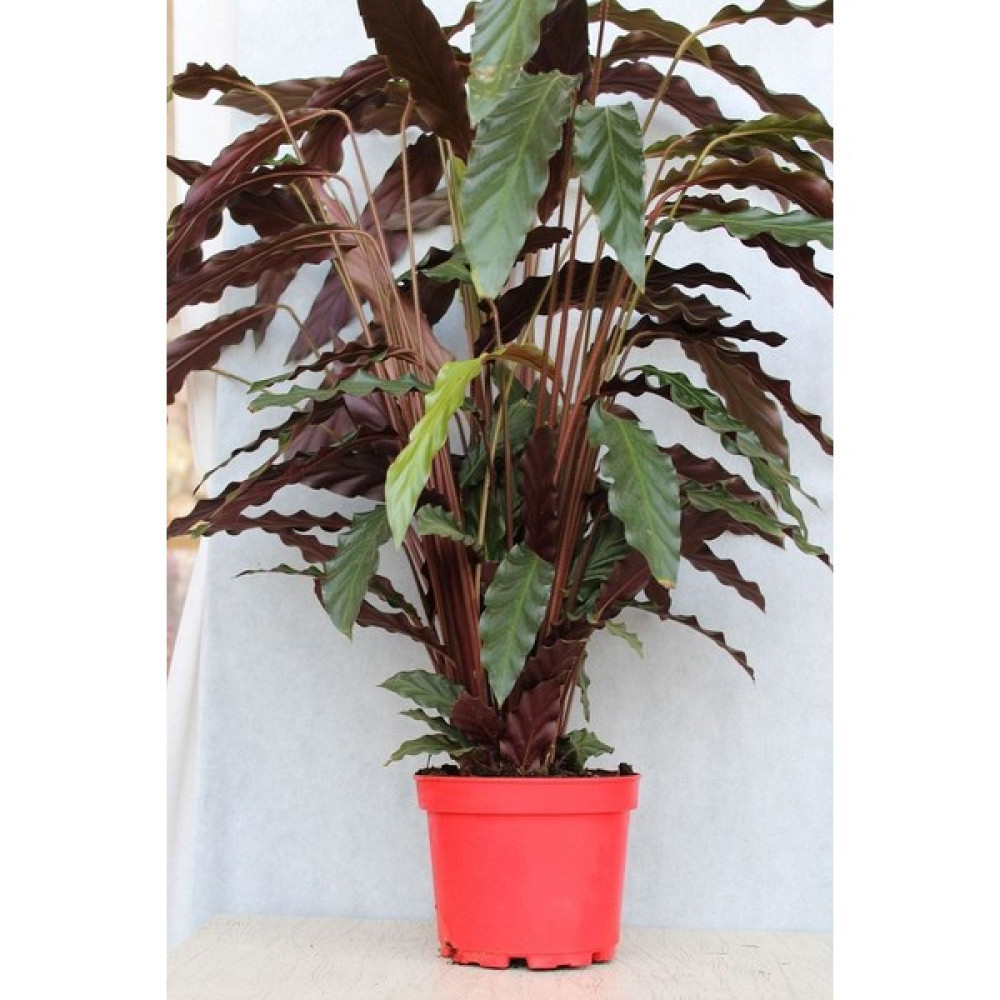Botanik Bahçesi Kalatya - Calathea Rufibarba Wavestar - İthal 50-60 cm - Kalatya-Calathea Rufibarba Oto Boyaları Fiyatı