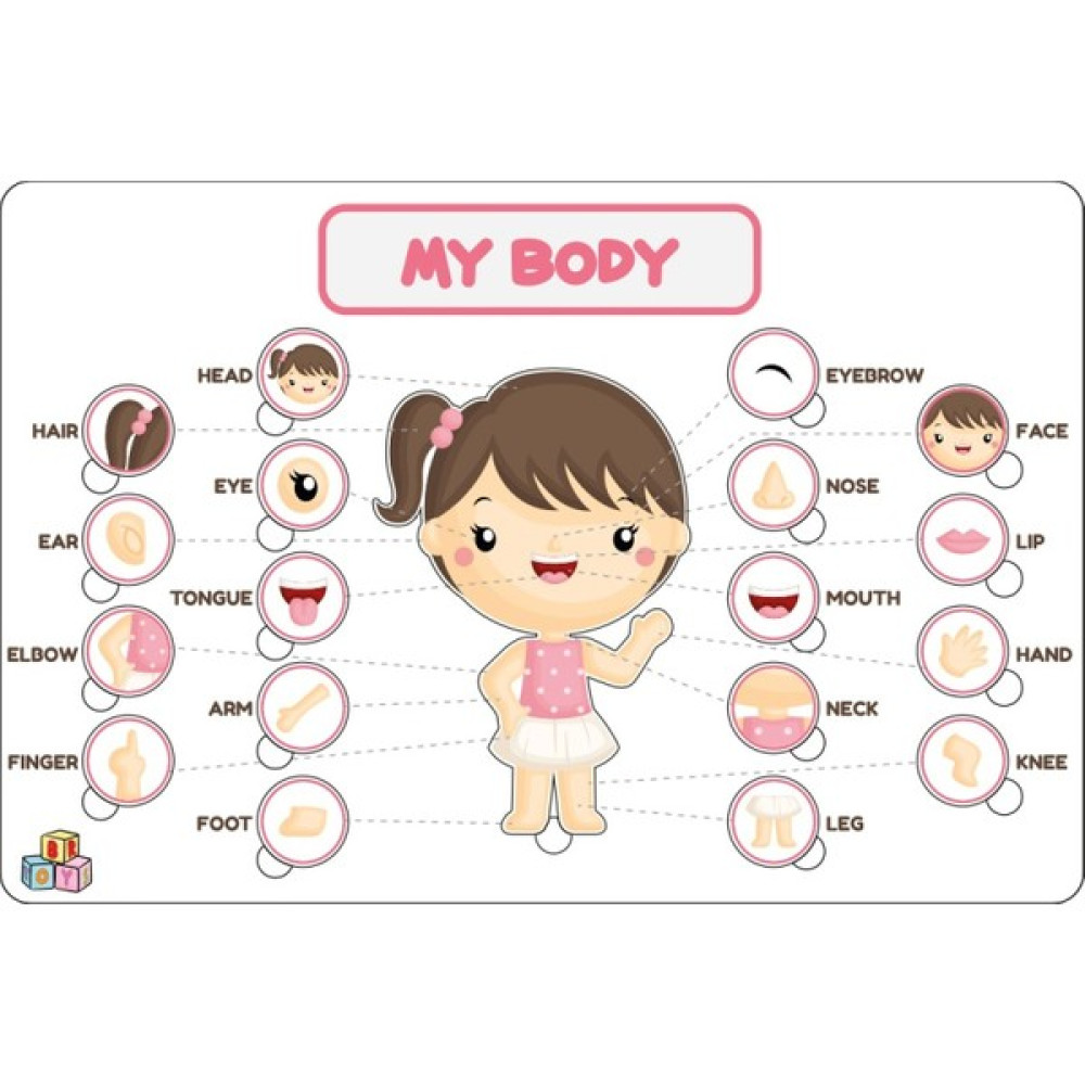 Br Toys Ingilizce Eğitici-Öğretici Vucudumuzu Tanıyalım Kız Çocuk Puzzle & Aksesuarları Fiyatı