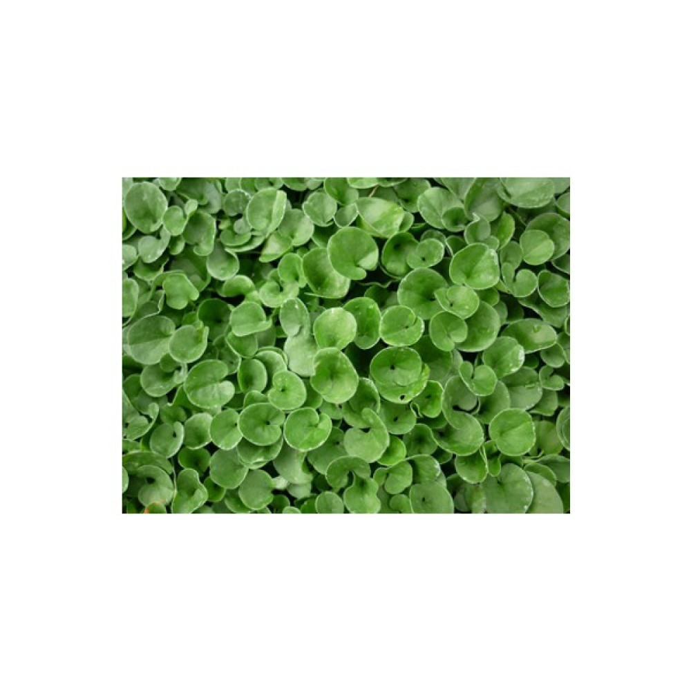 British Seeds Dichondra Fare Kulağı Çim Tohumu - 1 Kg Tohum Fiyatı
