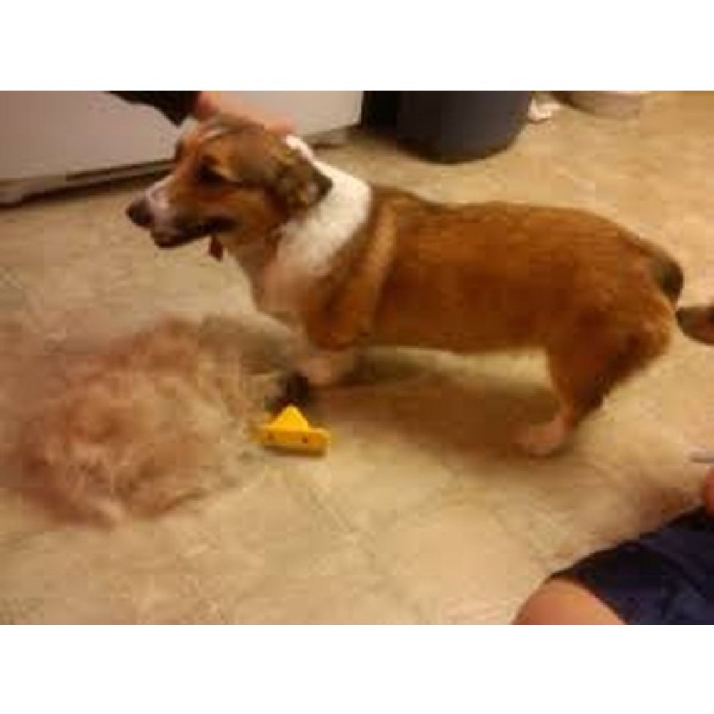 BSSM Kedi Köpek Tüy Alıcı Tarak 7cm Evcil Hayvan Ürünleri Fiyatı