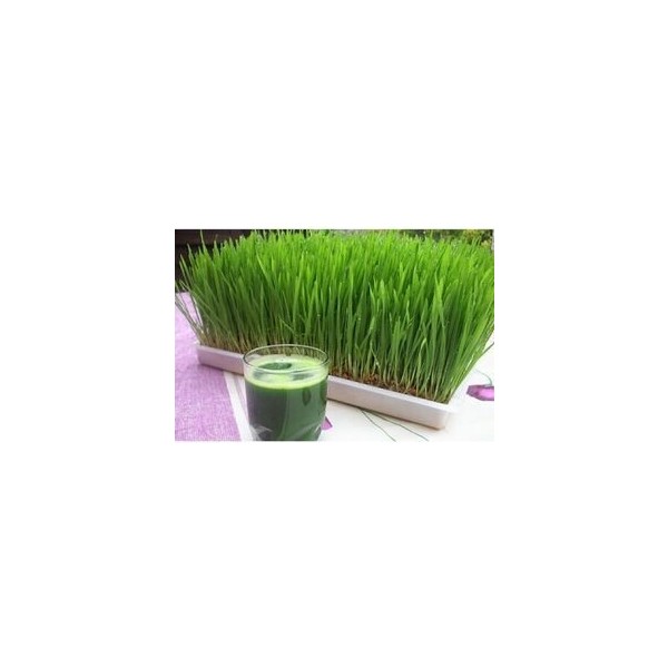 Buğday Çimi - Kedi Çimi Tohumu Sadece Tohum (50GR) Diğer Fiyatı