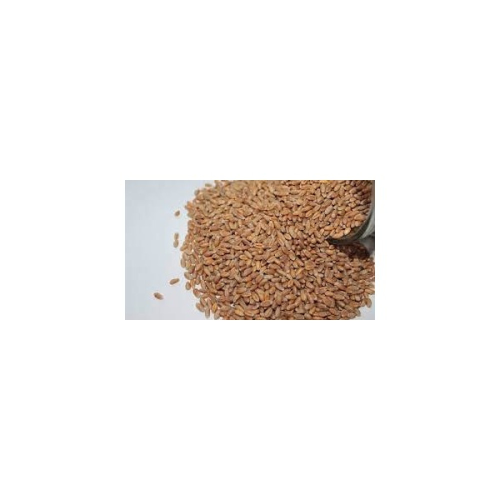 Buğday Çimi Tohumu 1 kg Doğal Organik Hormonsuz Yerli Buğday Tohum Fiyatı