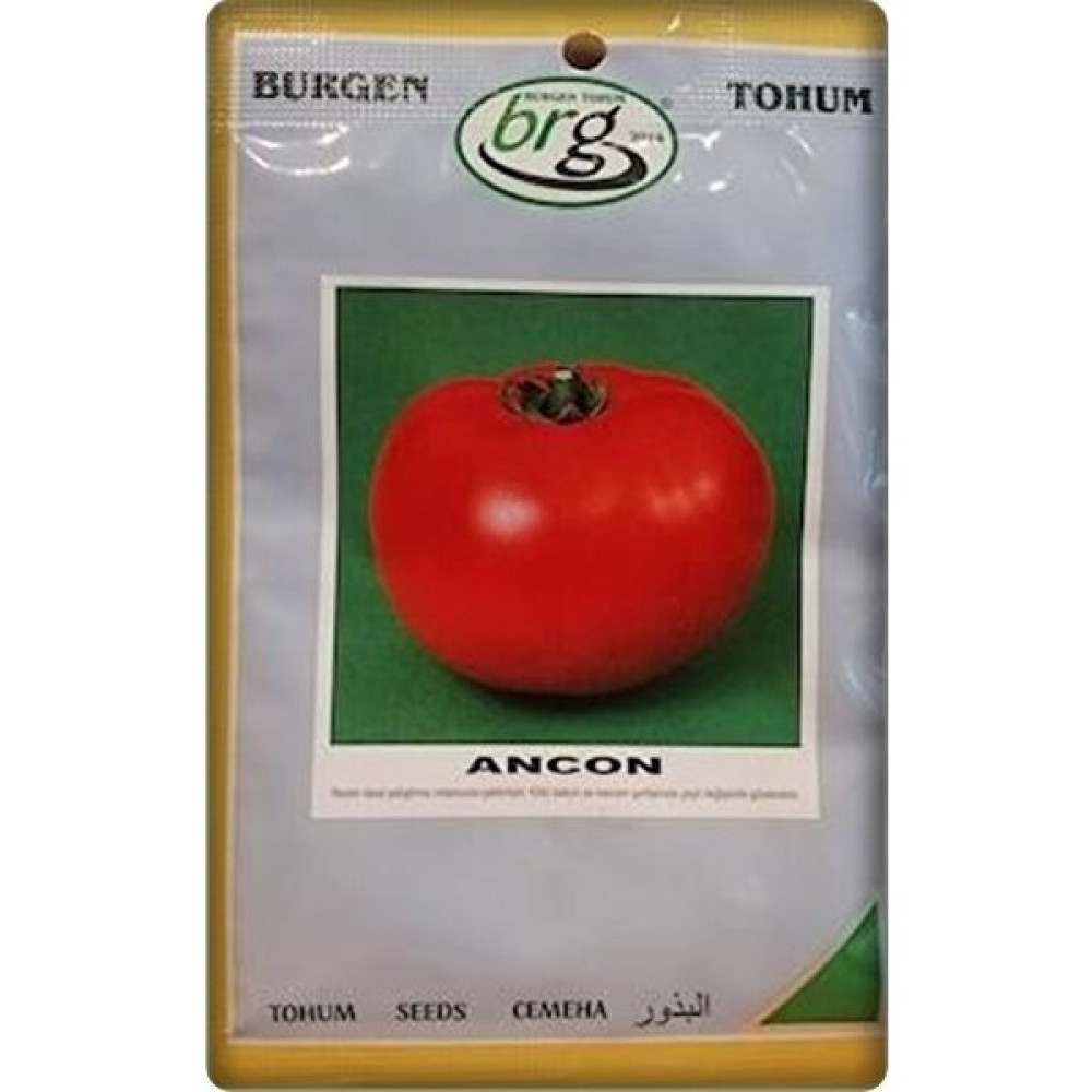 BURGEN Ancon Domates Tohumu 10 gr Iri Domates-Bursa Tohum Tohum Fiyatı