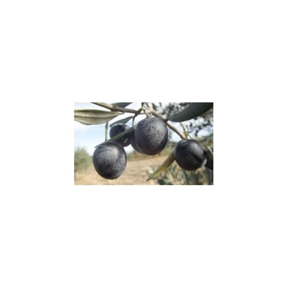 Bursa Tarım Bursatarım Gemlik Zeytin Fidanı (Tüplü/saksılı) Fidan Fiyatı