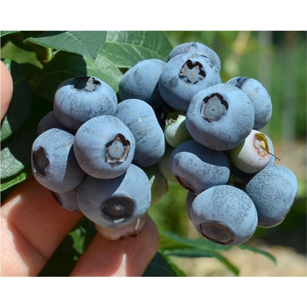 Bursa Tarım Bursatarım Nelson Yaban Mersini Fidanı ( Likapa - Mavi Yemiş ) Blueberry Fidan Fiyatı