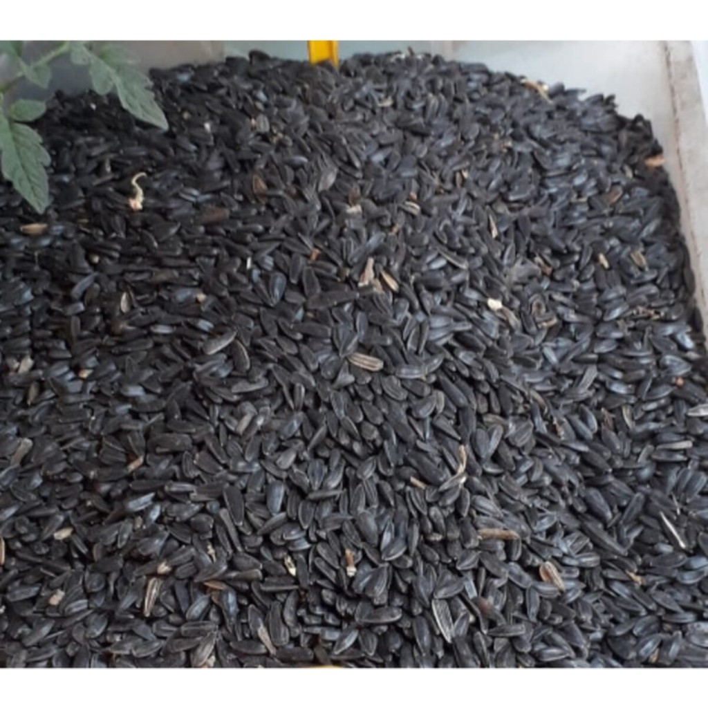 By Tuna Kuruyemiş Papağan Siyah Çekirdek Yemi Kuş Yemi 1 kg Evcil Hayvan Ürünleri Fiyatı
