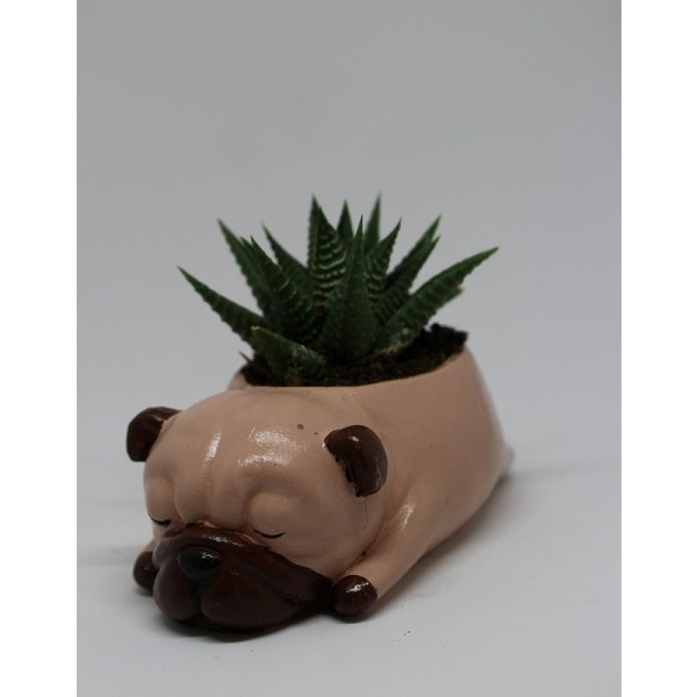 Cactus Garden Kahverengi Pug Köpek Saksı + Canlı Bitki Sukulent Saksı ve Aksesuarları Fiyatı