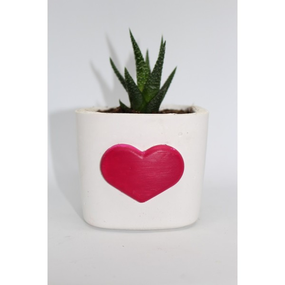 Cactus Garden Love Saksı + Canlı Bitki Bitki Fiyatı