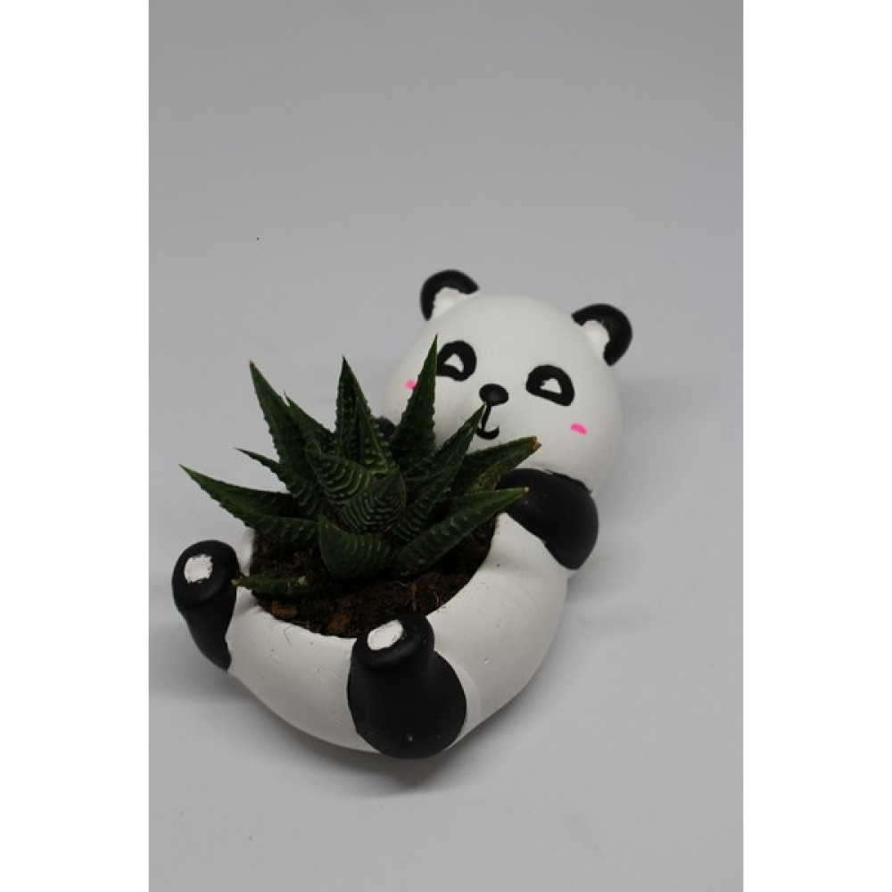 Cactus Garden Panda Saksı + Canlı Bitki Bitki Fiyatı