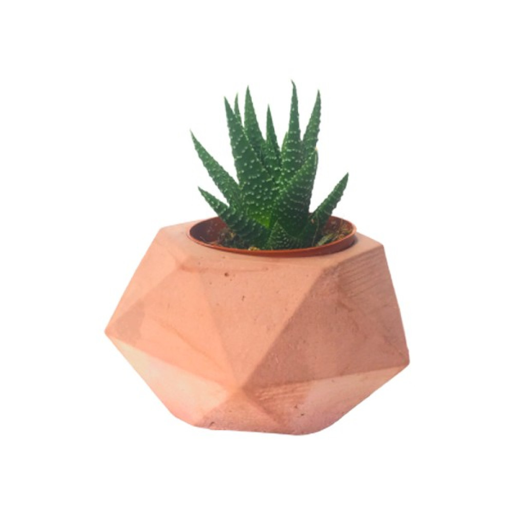 Cactuscups Beton Saksı Sukulent Saksısı Kaktüs Saksısı Saksı ve Aksesuarları Fiyatı