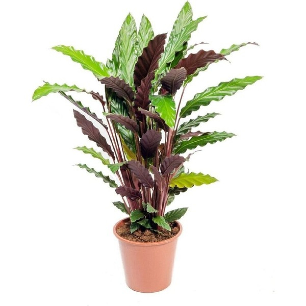 Calathea Rufibarba Wavestar - Dua Çiçeği Kaladya Xl - Ev Ofis Salon Iç Mekan Bitkisi - Büyük Boy Oto Boyaları Fiyatı